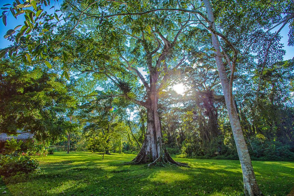 Bocawina Rainforest Resort Hopkins Exterior photo