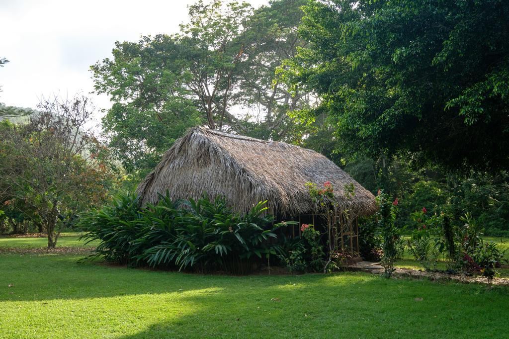 Bocawina Rainforest Resort Hopkins Exterior photo